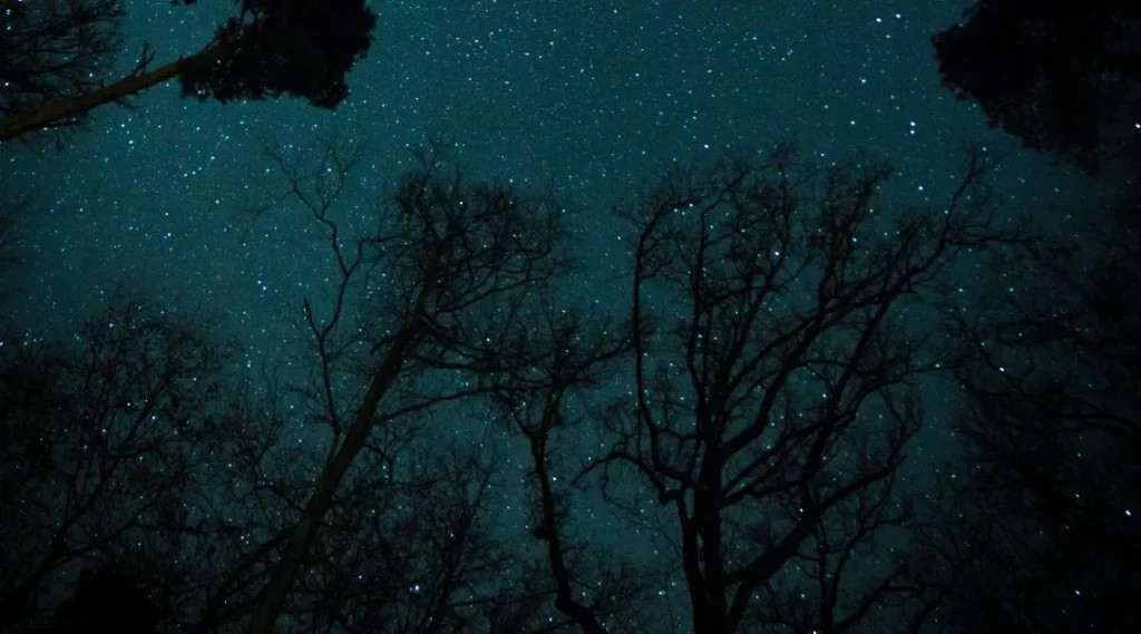 A serene night sky adorned with countless stars, illuminating the silhouette of trees below.