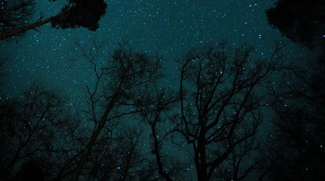 A serene night sky adorned with countless stars, illuminating the silhouette of trees below.