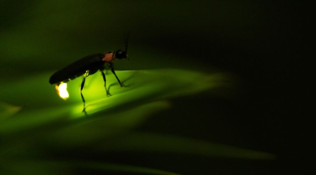 a firefly on a leaf in the dark