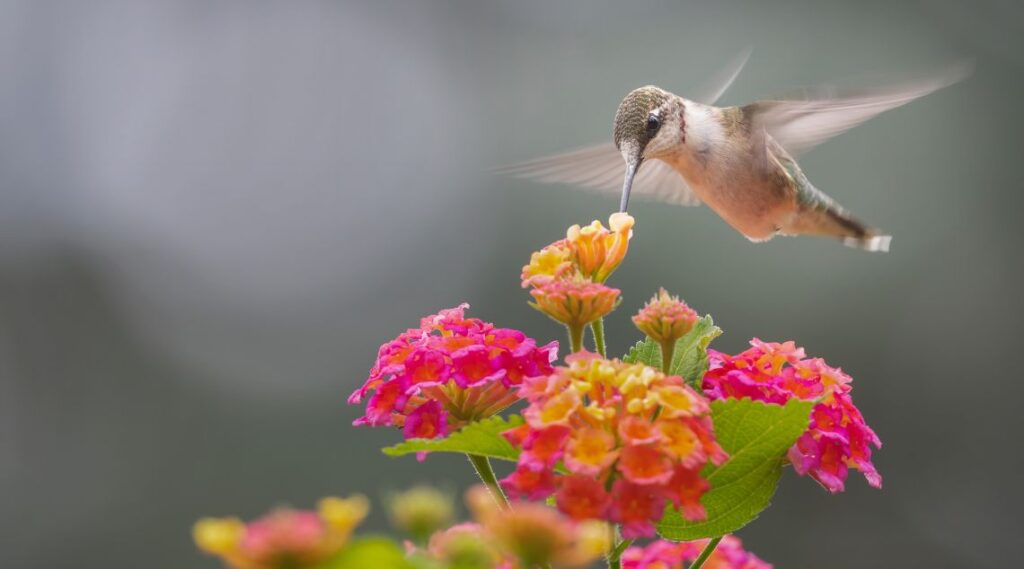 A hummingbird is seen feeding on lantana, capturing a moment of nature's elegance and the essential role of pollinators.