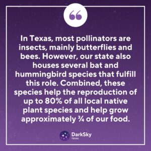 Light Pollution, Bugs, and Birds: How Artificial Lights Affect Pollinators