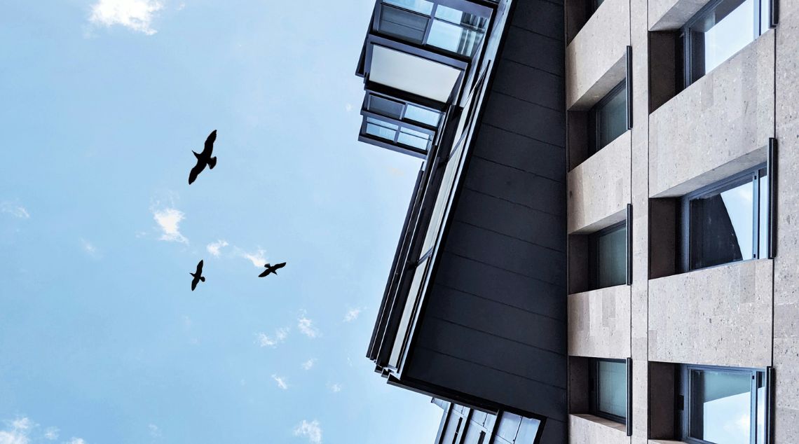 A flock of birds soaring above a building adorned with numerous windows, capturing a moment of urban wildlife interaction.