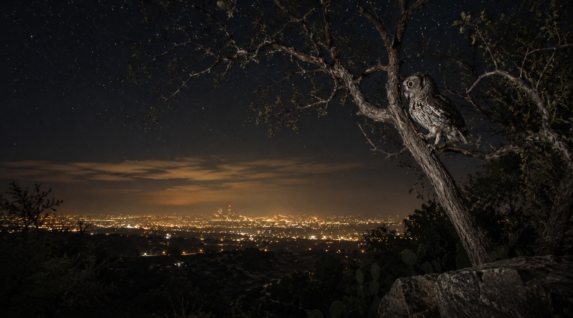 How Light Pollution Disrupts Night Ecology - Featured Image